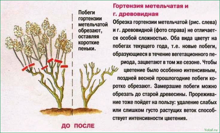 Как вырастить гортензию Серрата (горную гортензию)