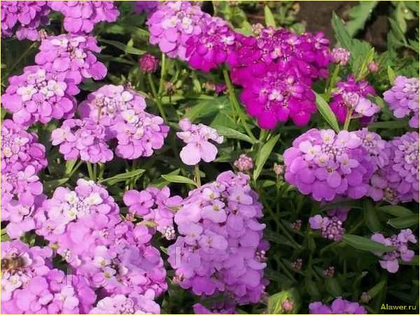 Иберис садовые цветы для создания ярких цветочных композиций