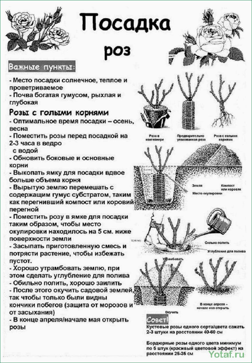 Как выращивать и ухаживать за кустами роз
