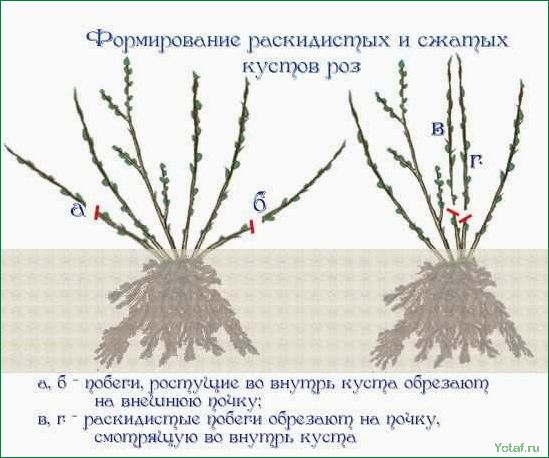 Как выращивать и ухаживать за кустами роз