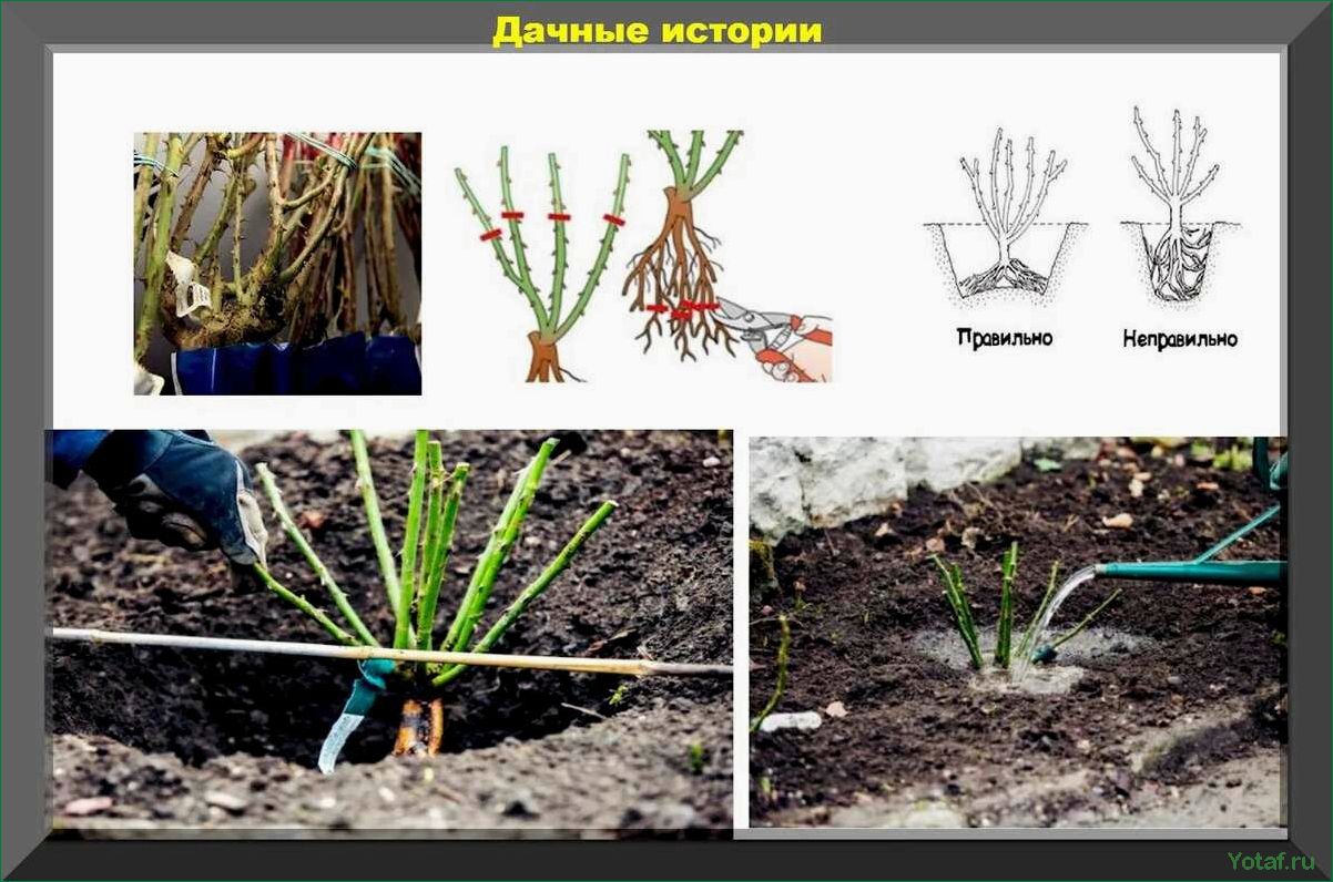 Как выращивать и ухаживать за кустами роз