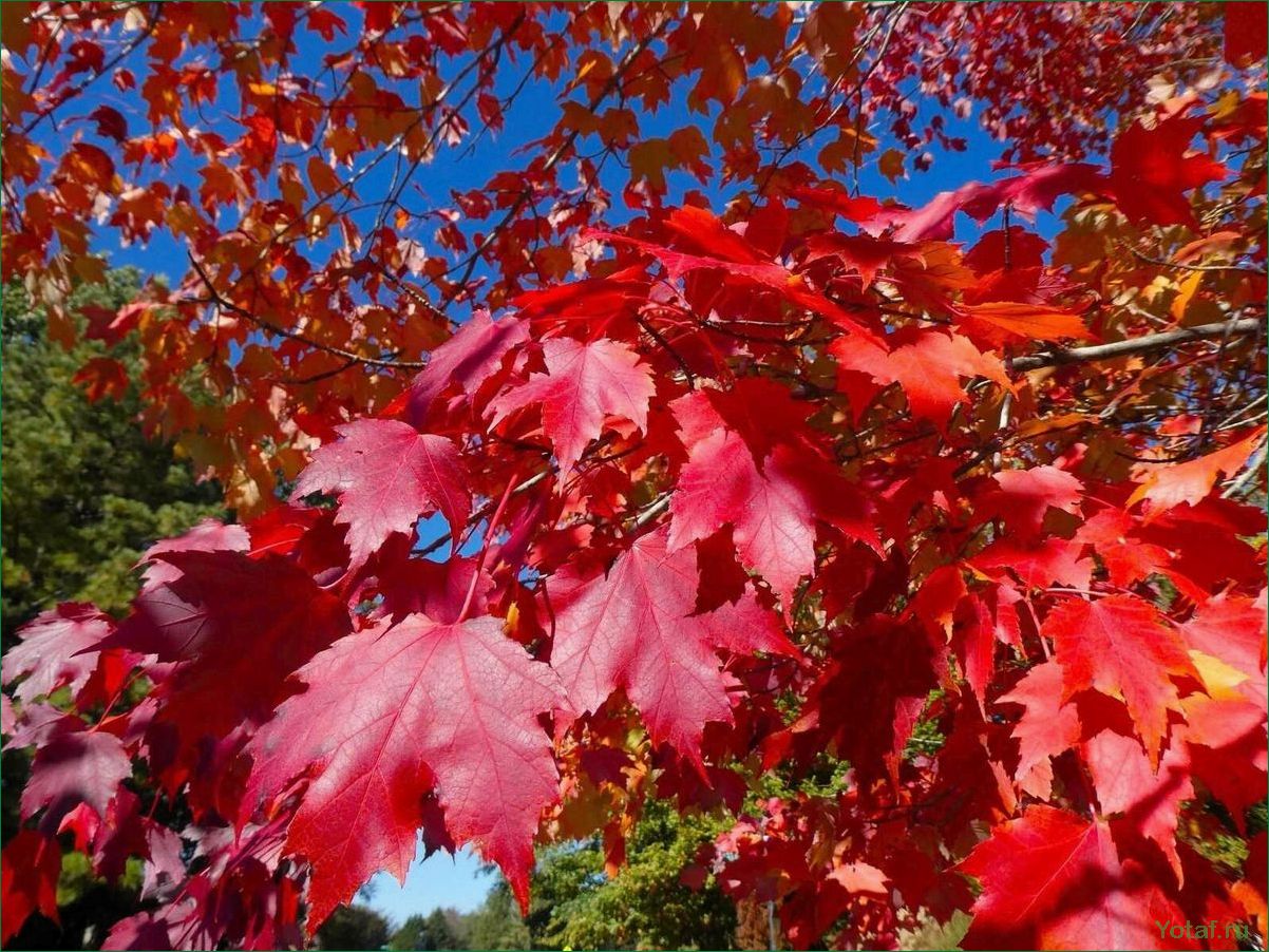 Как выращивать и ухаживать за кленовыми деревьями Autumn Blaze