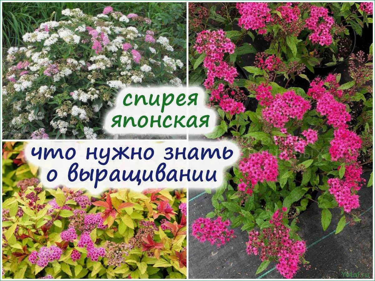 Как выращивать и ухаживать за кустарником спирея