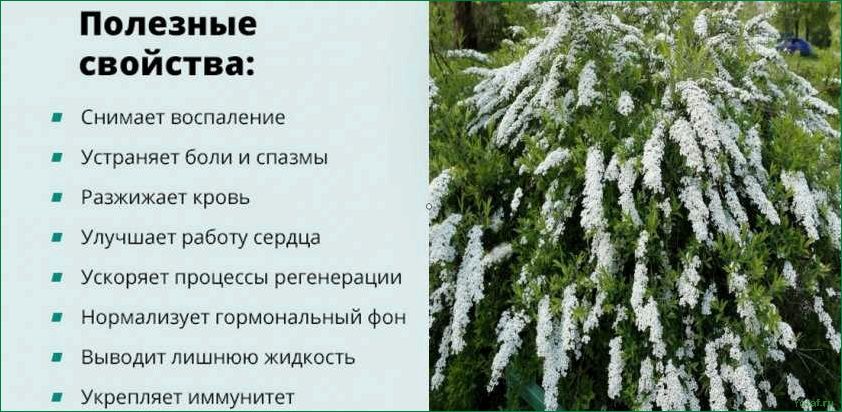 Как выращивать и ухаживать за кустарником спирея
