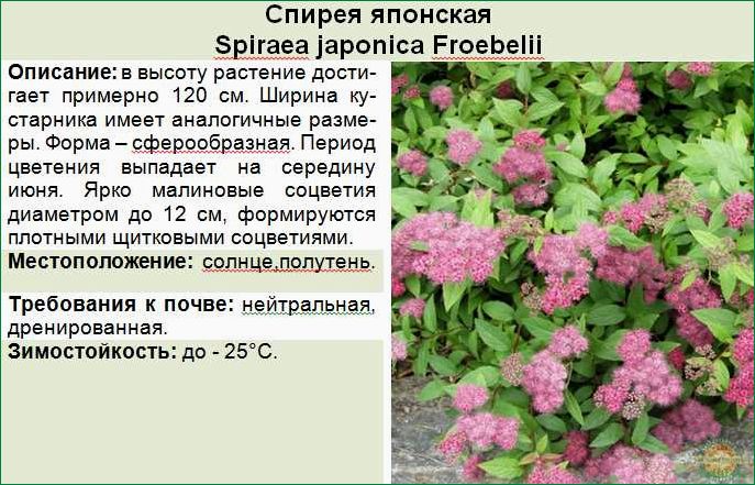 Как выращивать и ухаживать за кустарником спирея