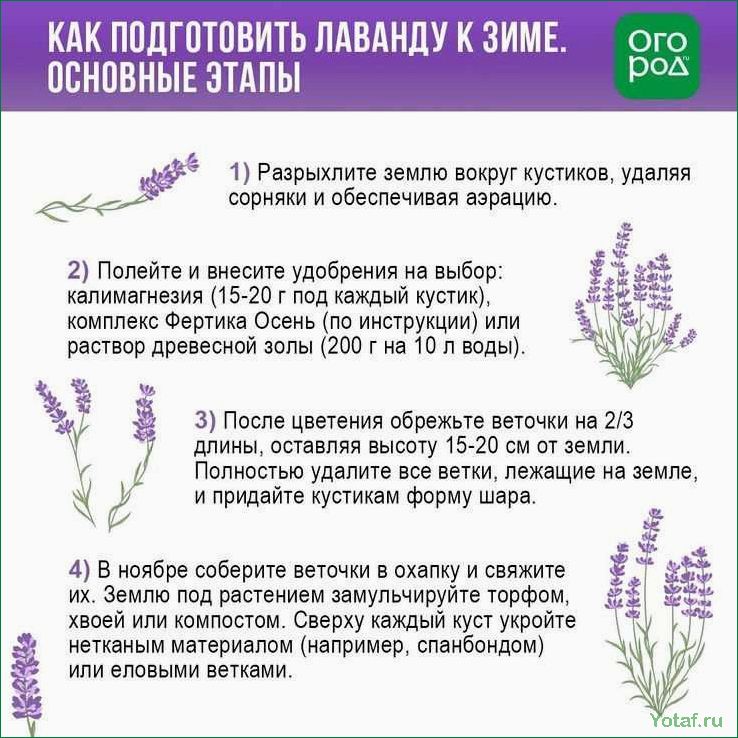 Как обрезать растения лаванды в любое время года
