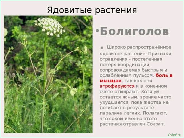 Как определить и удалить ядовитый болиголов