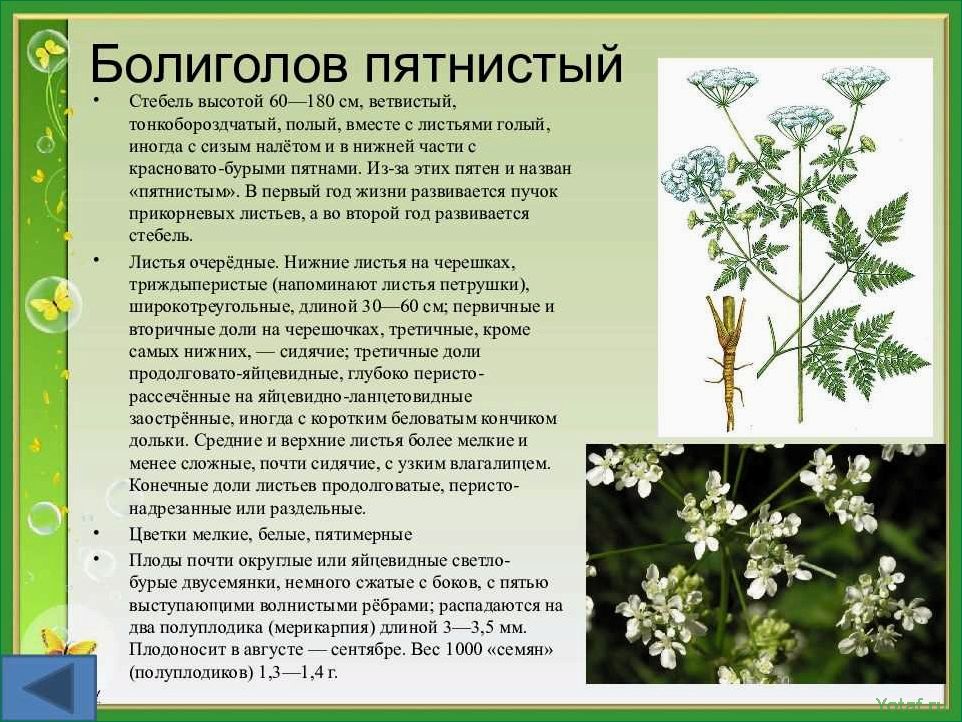 Как определить и удалить ядовитый болиголов