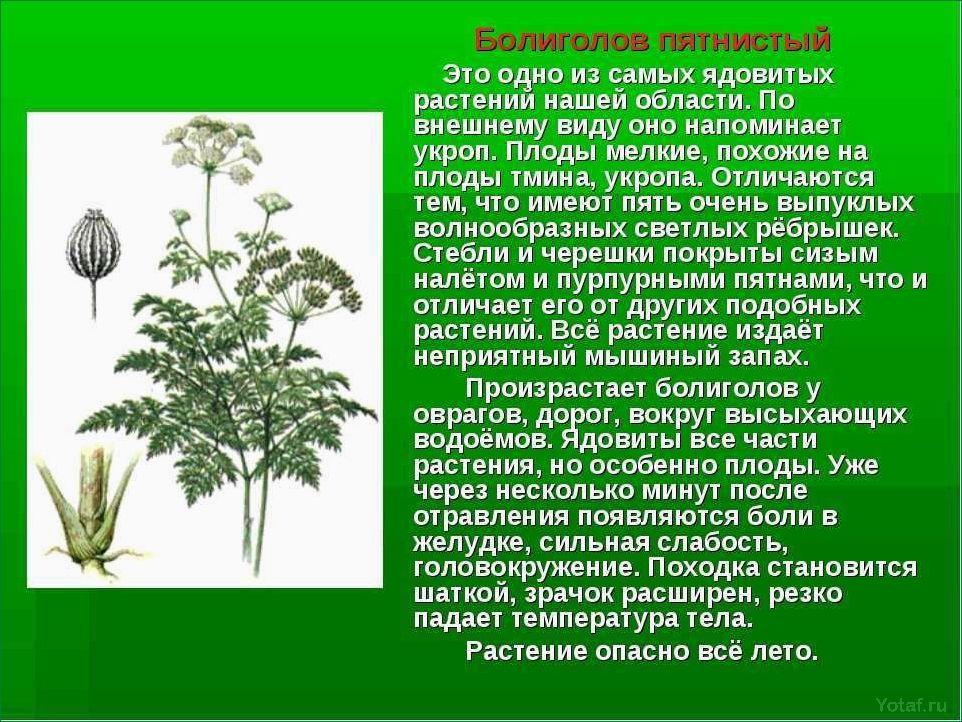Как определить и удалить ядовитый болиголов