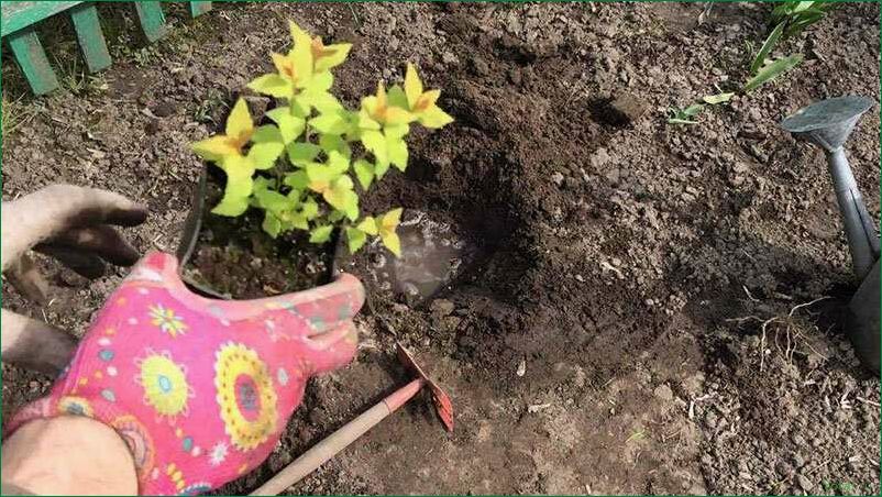 Как выращивать японский холли и ухаживать за ним
