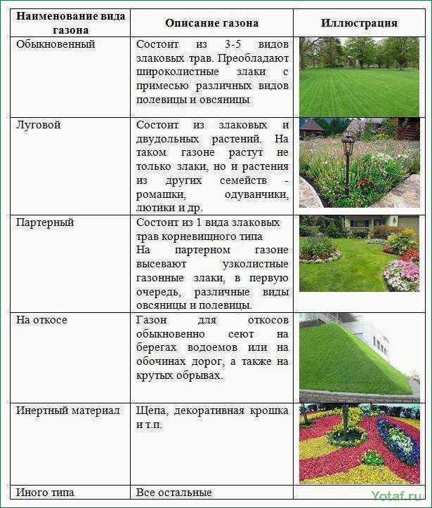 Выращивание мохового газона преимущества недостатки и полезные рекомендации