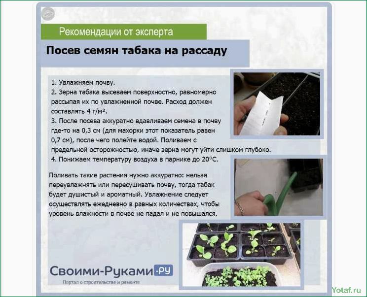 Когда начинать посев семян в помещении для наибольшего успеха