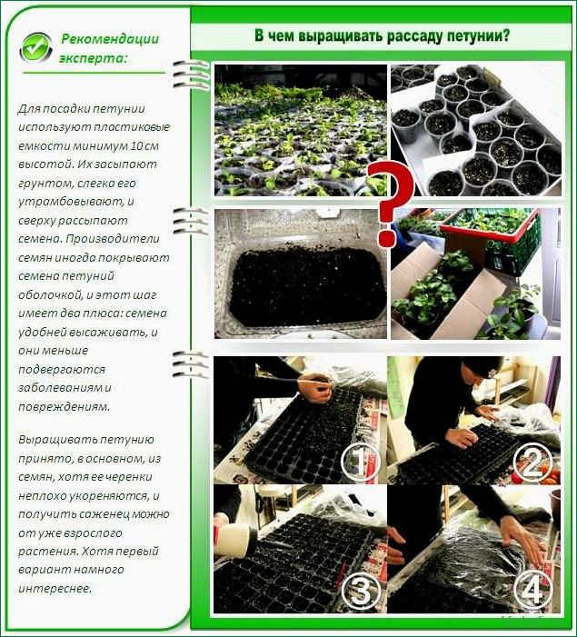Когда начинать посев семян в помещении для наибольшего успеха