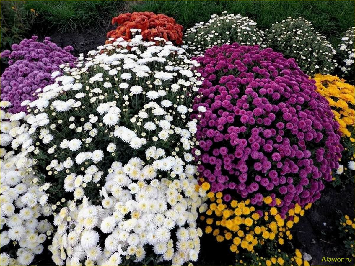 Лучшие многолетние хризантемы для вашего сада