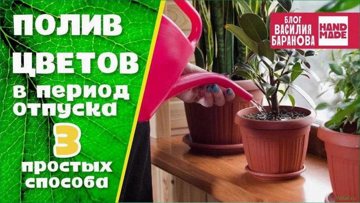 Лучшее время для полива растений
