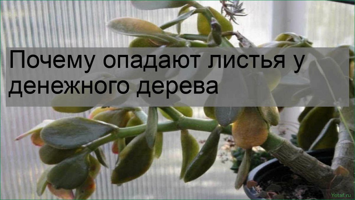 Почему мое нефритовое растение сбрасывает листья?