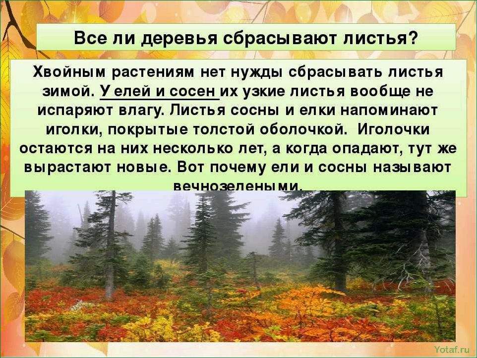Почему мое нефритовое растение сбрасывает листья?