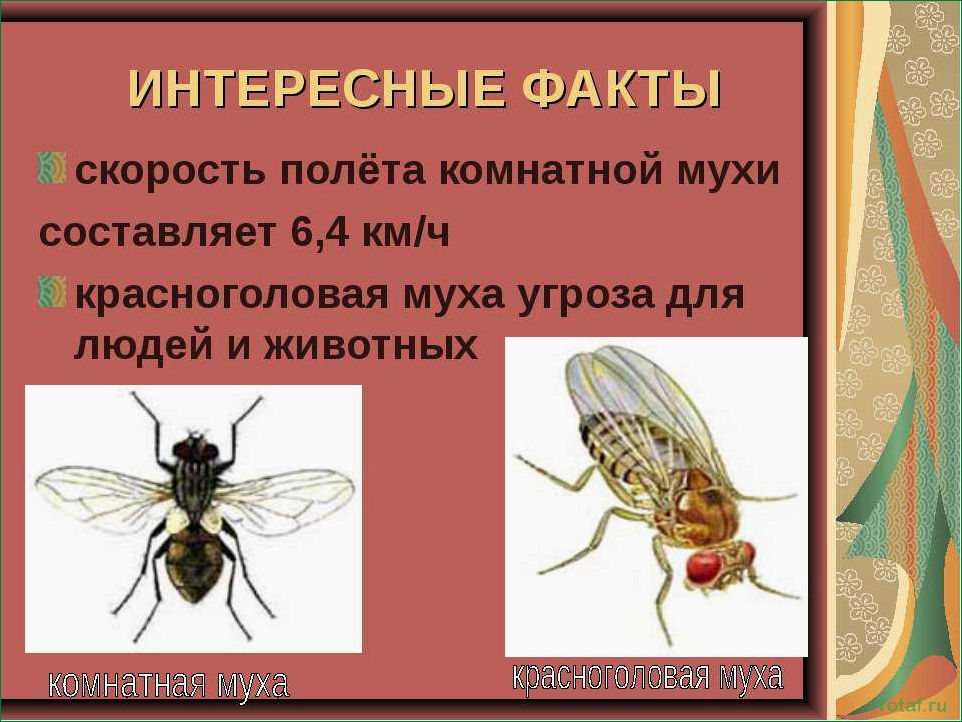 Почему парящая муха полезна для вашего сада