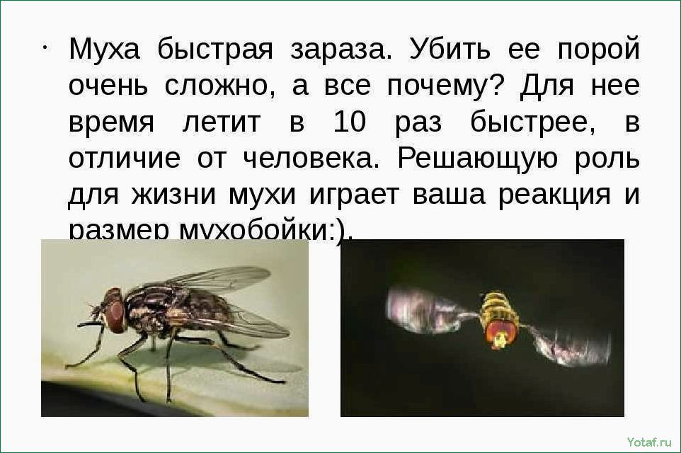 Почему парящая муха полезна для вашего сада