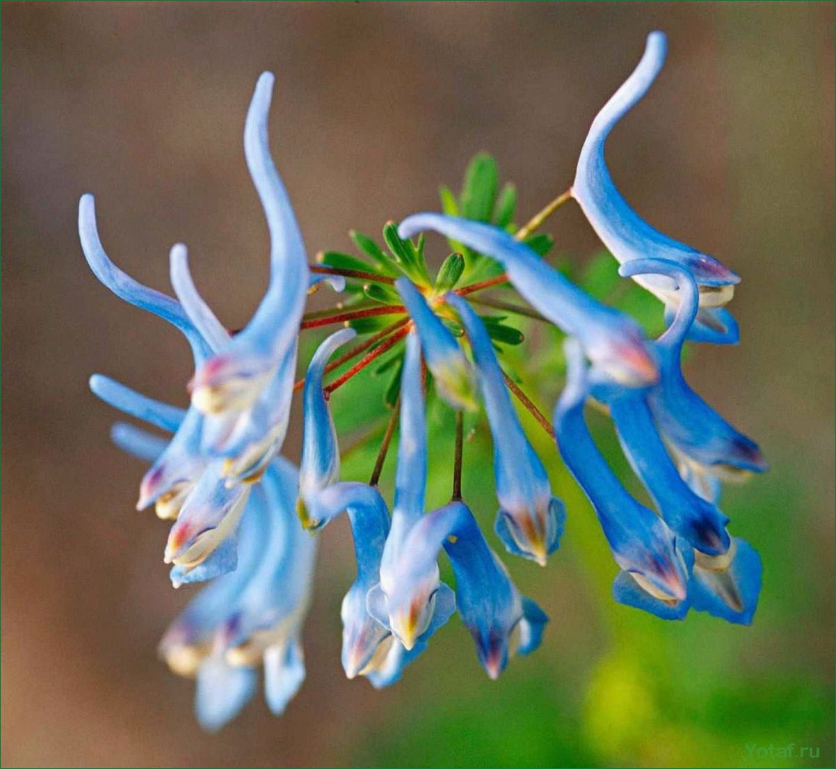 Профиль растения Corydalis