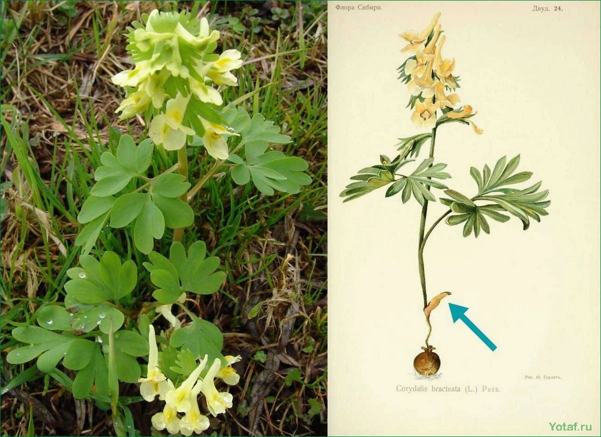 Профиль растения Corydalis