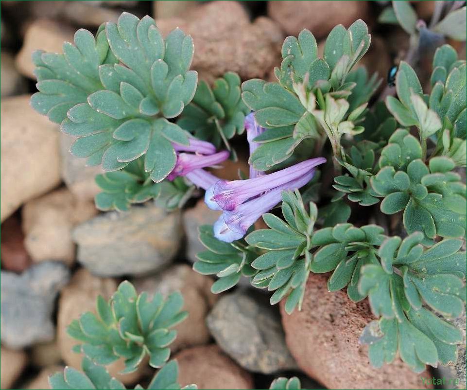 Профиль растения Corydalis