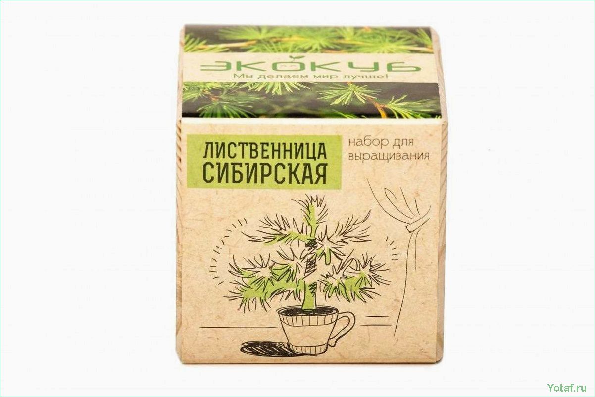 Руководство по выращиванию цветка лиственницы